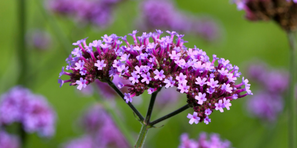 5 raisons de craquer pour l’eau florale de verveine