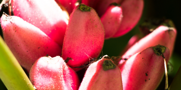 Révélez la beauté de votre regard avec le contour des yeux à la banane rose