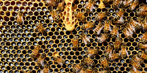 Découvrez les Vertus de la Gelée Royale pour une Vitalité Éclatante