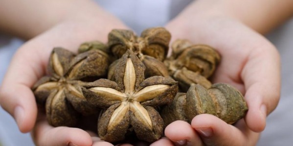 Comment utiliser l'huile de Sacha Inchi Bio dans votre routine beauté ?