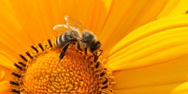 L'Urgence de Protéger nos Abeilles : Gardiennes de la Biodiversité