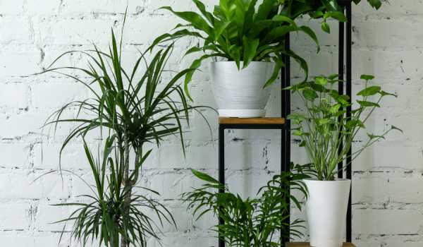 Plantes d'intérieur purifiantes : le guide complet pour un foyer sain et apaisant