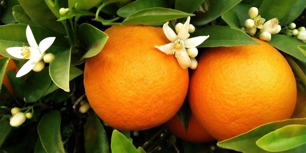6 bienfaits de l'Eau Florale de Fleur d'Oranger BIO sur votre peau