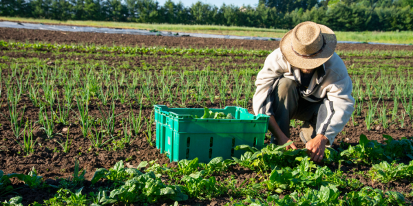 Découvrez les Labels BIO pour des Choix Responsables